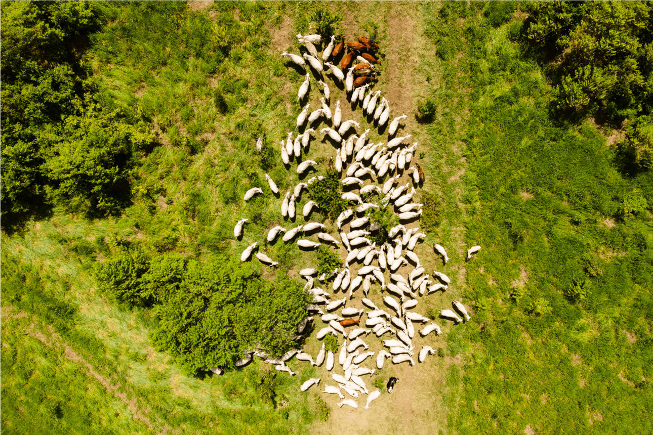 A agropecuária moldou a humanidade.