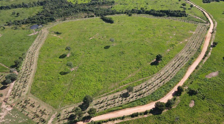 PASTAGEM AGROFLORESTAL 1
