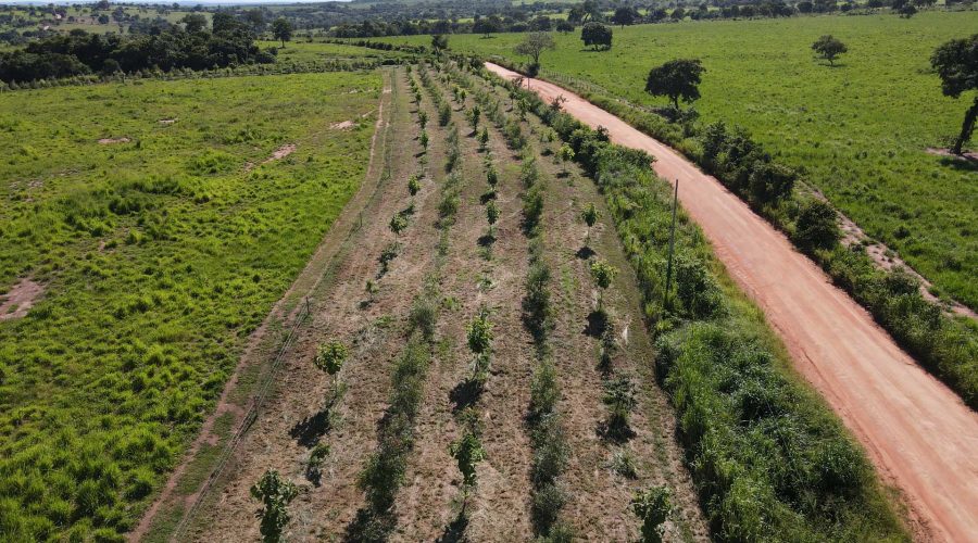 PASTAGEM AGROFLORESTAL 2