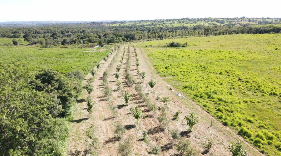 PASTAGEM AGROFLORESTAL 3