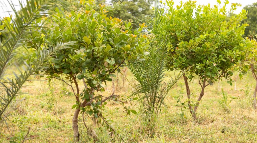 PASTAGEM-AGROFLORESTAL-4