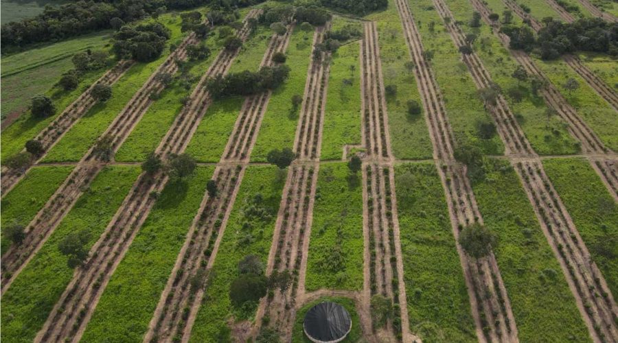 PASTAGEM-AGROFLORESTAL-5