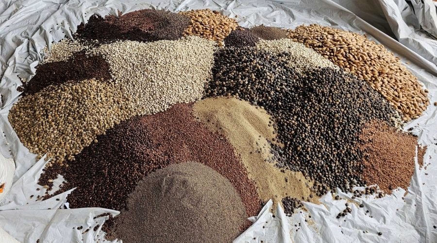 PASTAGEM-AGROFLORESTAL-7