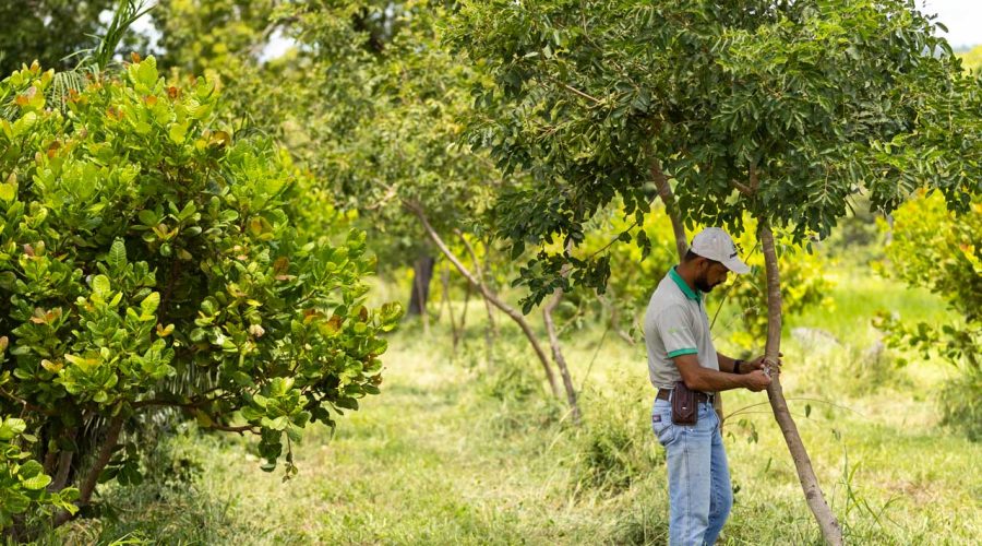 PASTAGEM-AGROFLORESTAL-9