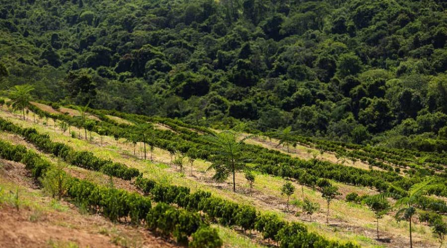 SISTEMA-AGROFLORESTA-2