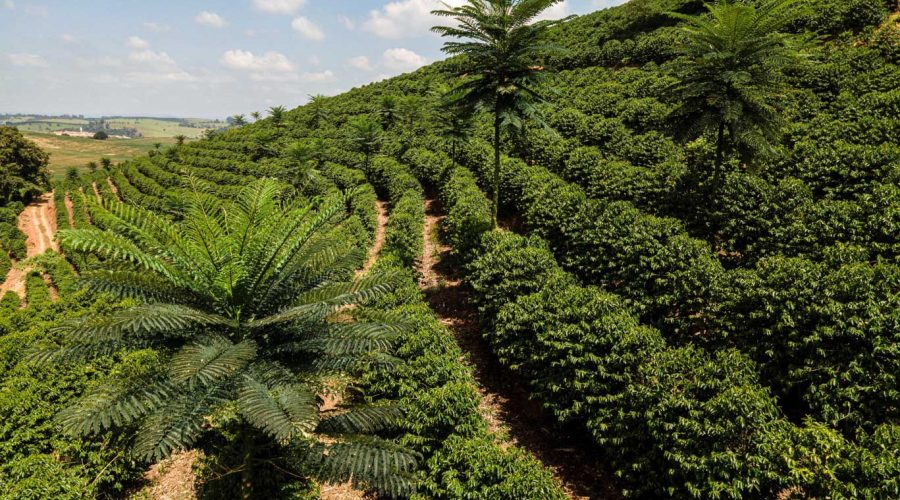 SISTEMA-AGROFLORESTA-3